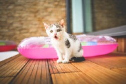 拜占庭/拜占庭尼亚